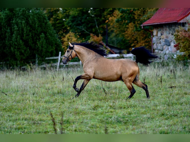 PRE Mestizo Semental 7 años 165 cm Buckskin/Bayo in Kaunas