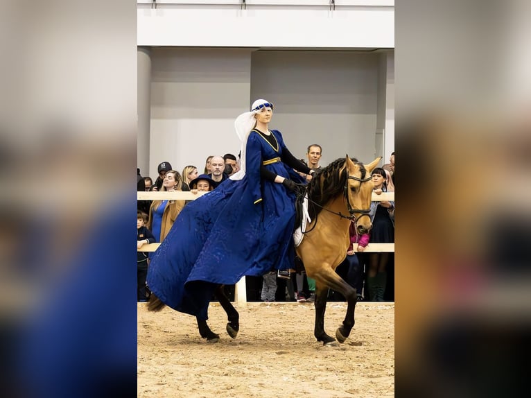 PRE Mestizo Semental 7 años 165 cm Buckskin/Bayo in Kaunas
