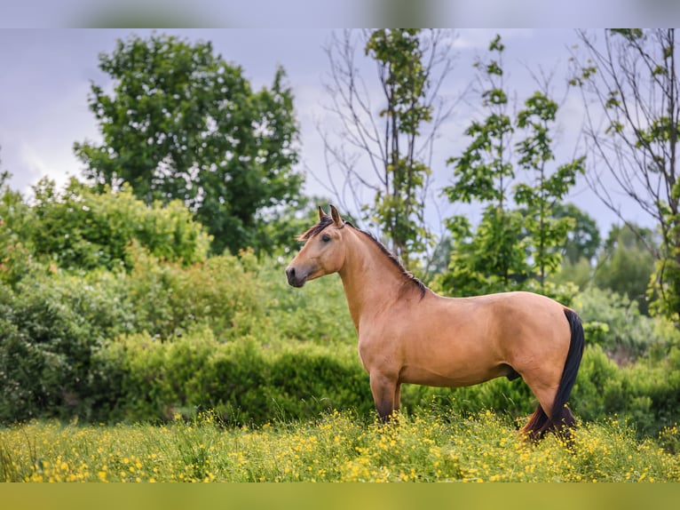 PRE Mestizo Semental 7 años 165 cm Buckskin/Bayo in Kaunas