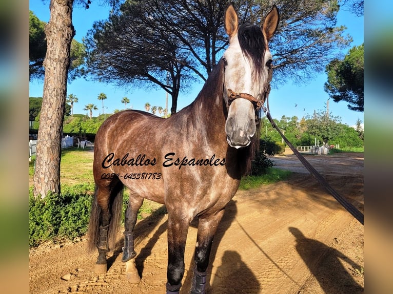 PRE Semental 7 años 165 cm Musgo marrón in Vejer de la Frontera
