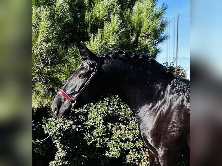 PRE Mestizo Semental 7 años 165 cm Negro in Madrid