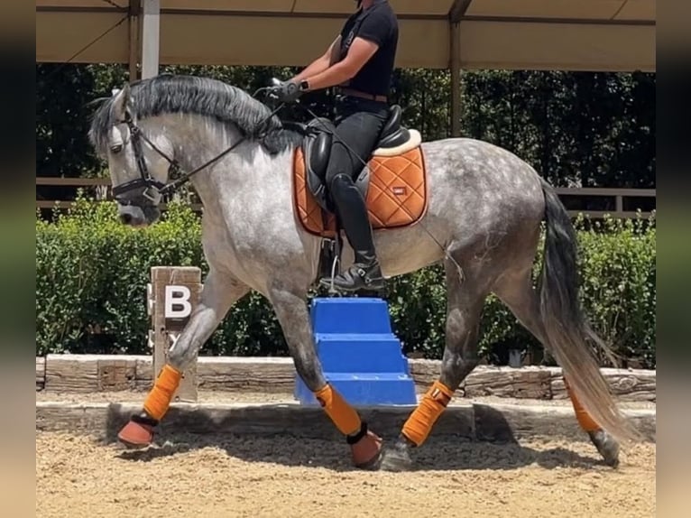 PRE Semental 7 años 165 cm Tordo in Talarrubias
