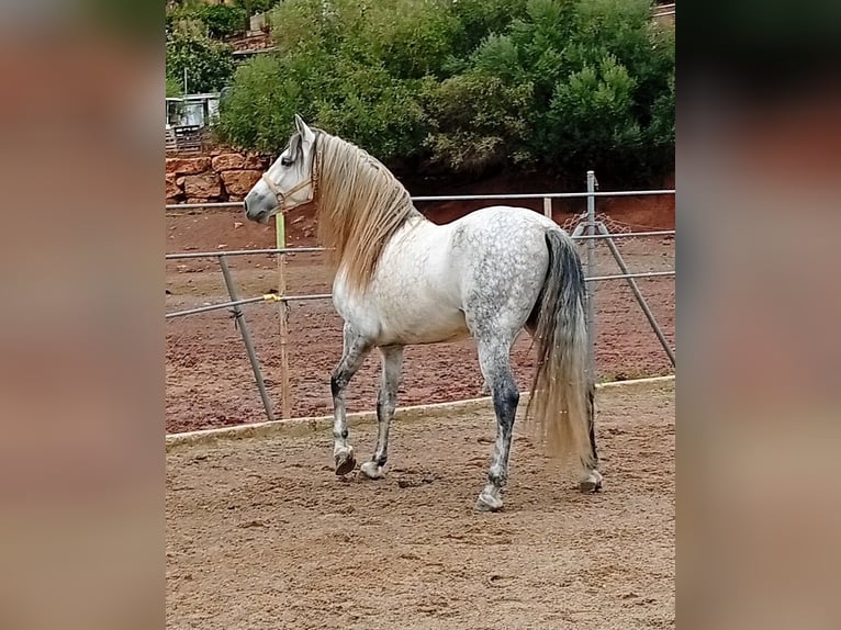 PRE Semental 7 años 165 cm Tordo in Estepona