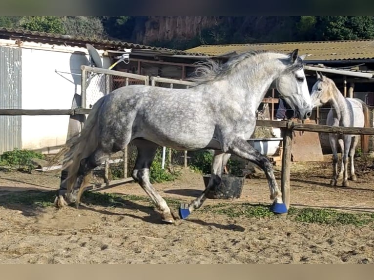 PRE Mestizo Semental 7 años 165 cm Tordo rodado in Viladecans