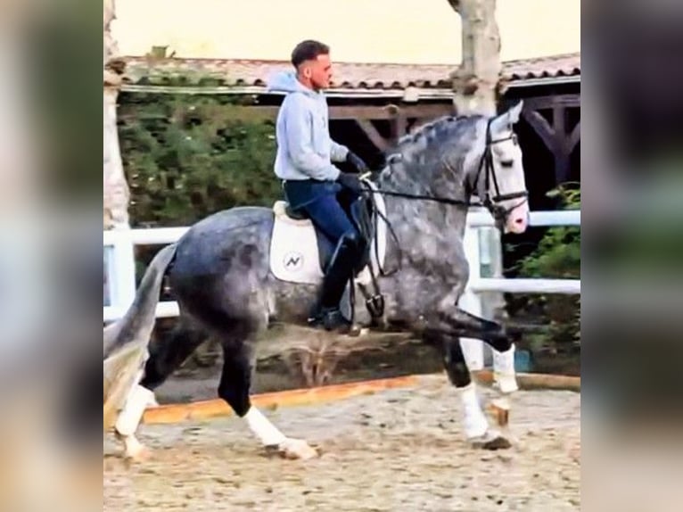 PRE Semental 7 años 165 cm Tordo rodado in Sevilla