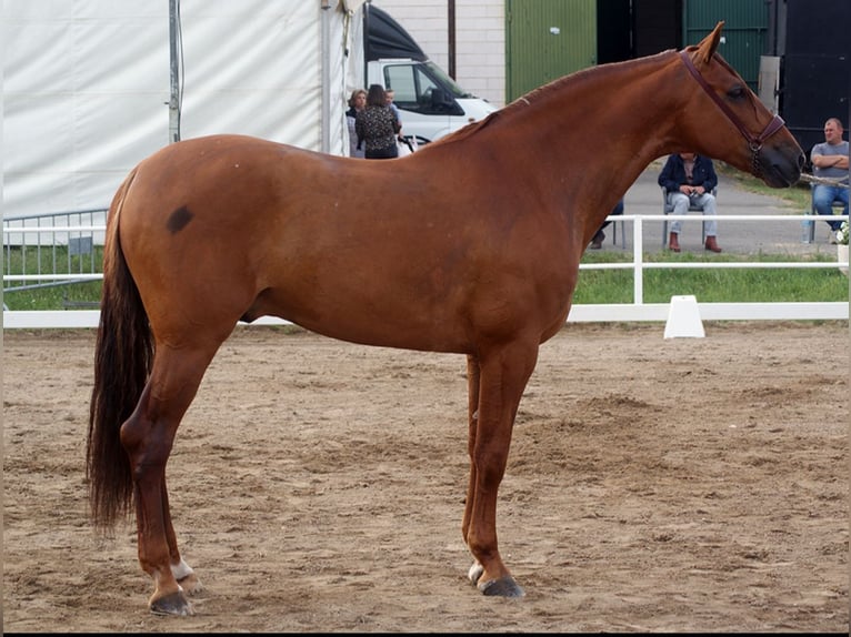 PRE Semental 7 años 166 cm Alazán in Santander