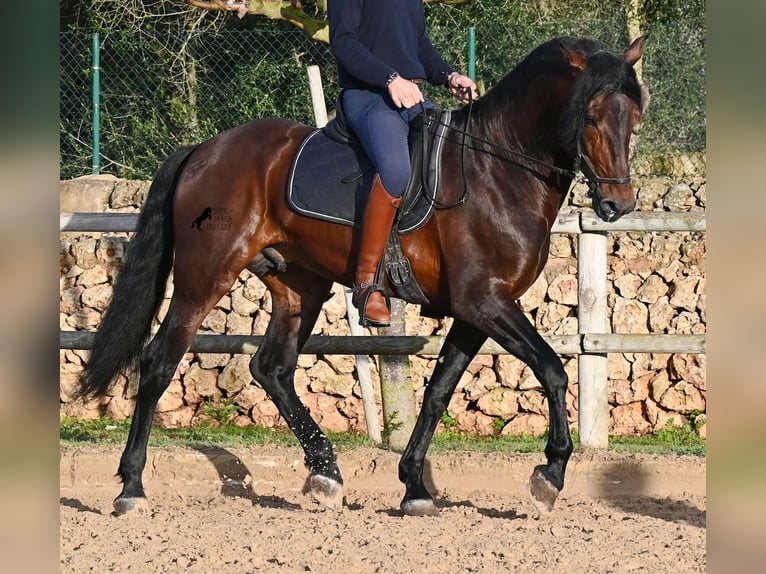 PRE Semental 7 años 166 cm in Menorca