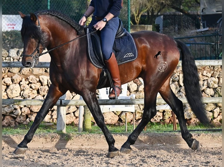 PRE Semental 7 años 166 cm in Menorca