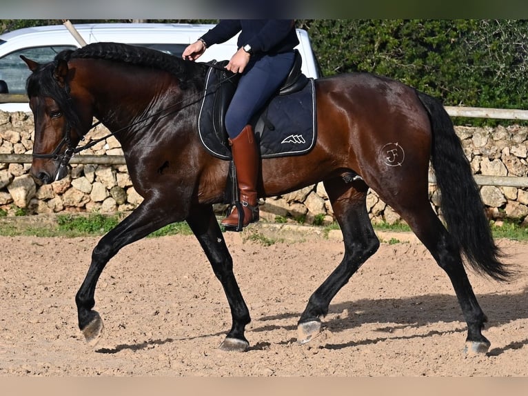 PRE Mestizo Semental 7 años 166 cm Castaño in Menorca