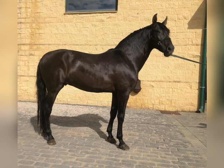 PRE Mestizo Semental 7 años 166 cm Negro in Madrid