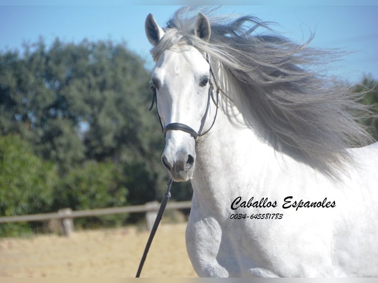 PRE Mestizo Semental 7 años 166 cm Tordo in Vejer de la Frontera