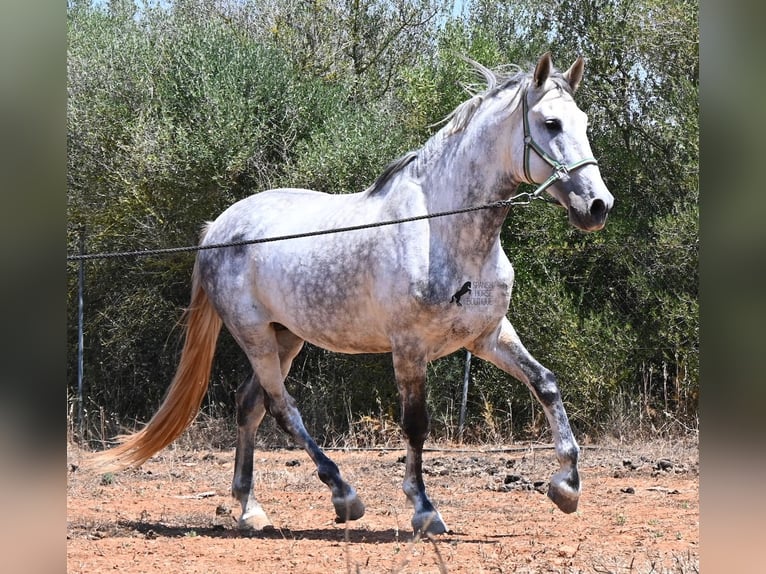 PRE Mestizo Semental 7 años 166 cm Tordo in Mallorca