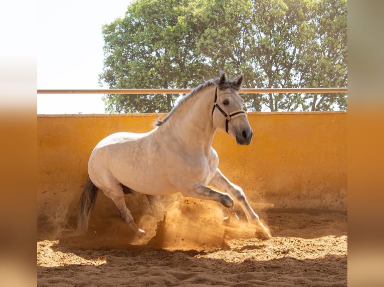 PRE Mestizo Semental 7 años 166 cm Tordo rodado in Martfeld