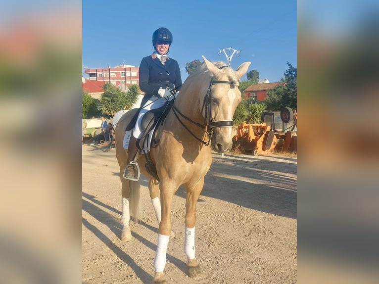 PRE Mestizo Semental 7 años 167 cm Perla in Cañada De San Pedro