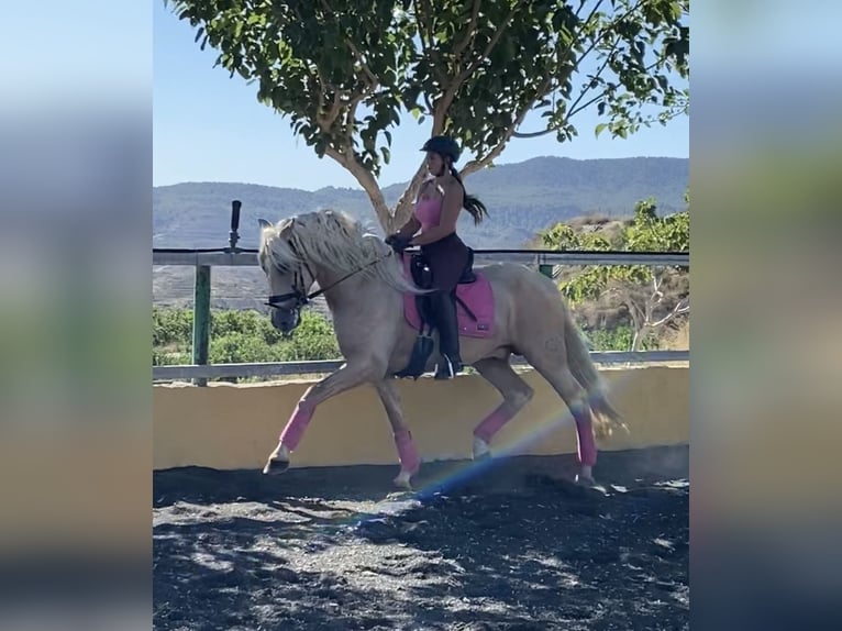 PRE Mestizo Semental 7 años 167 cm Perla in Cañada De San Pedro