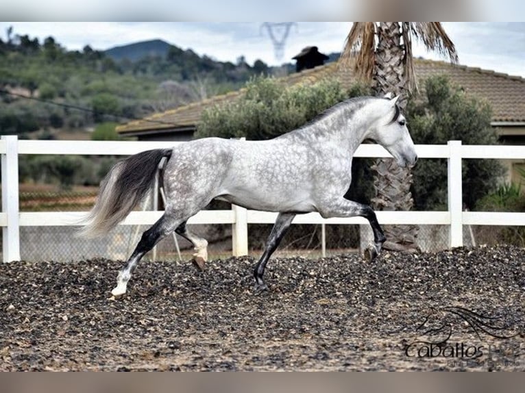 PRE Semental 7 años 167 cm Tordo in Barcelona