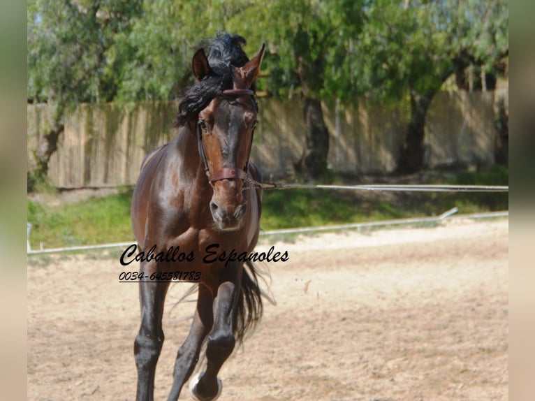 PRE Semental 7 años 168 cm Morcillo in Vejer de la Frontera