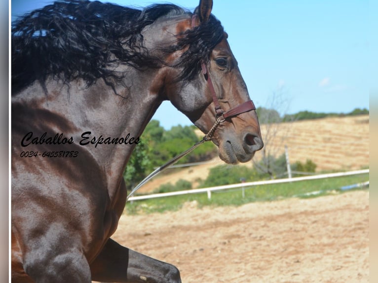 PRE Semental 7 años 168 cm Morcillo in Vejer de la Frontera