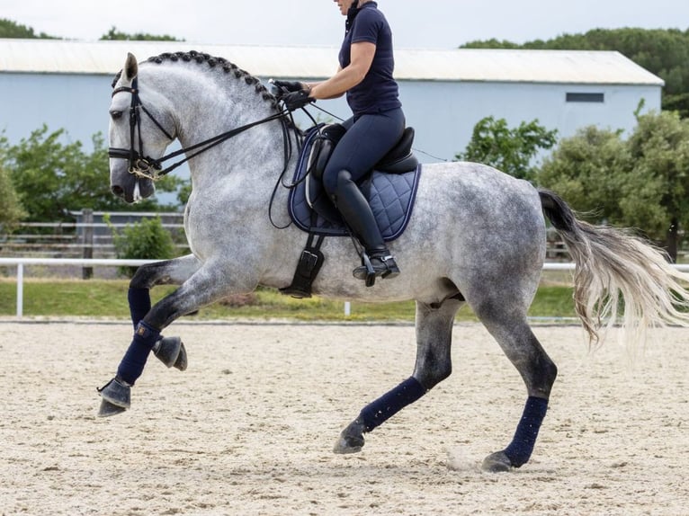 PRE Mestizo Semental 7 años 168 cm Tordo in Navas Del Madroño