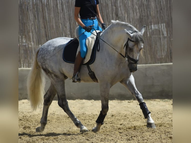 PRE Semental 7 años 168 cm Tordo rodado in Sevilla