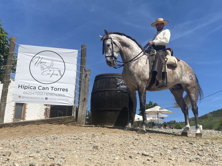 PRE Mestizo Semental 7 años 169 cm Tordo in Sant Fost de Campsentelles