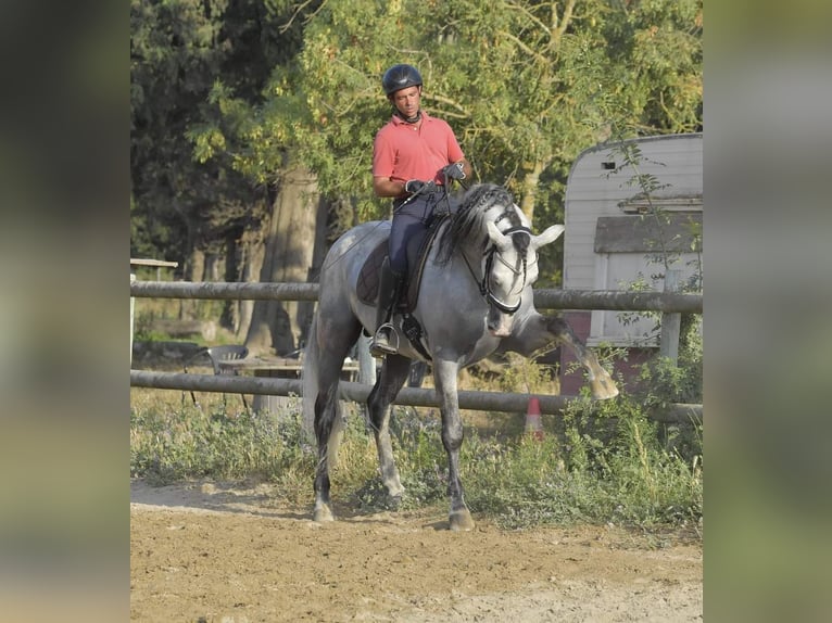 PRE Semental 7 años 173 cm Tordo in Châteaurenard