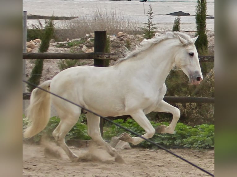 PRE Mestizo Semental 7 años 174 cm in Almerimar