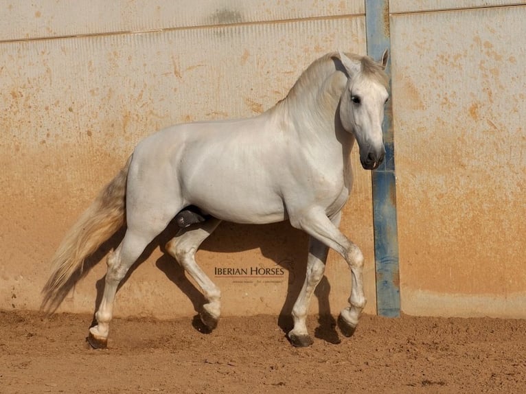 PRE Mestizo Semental 7 años 175 cm Tordo in Navas Del Madroño