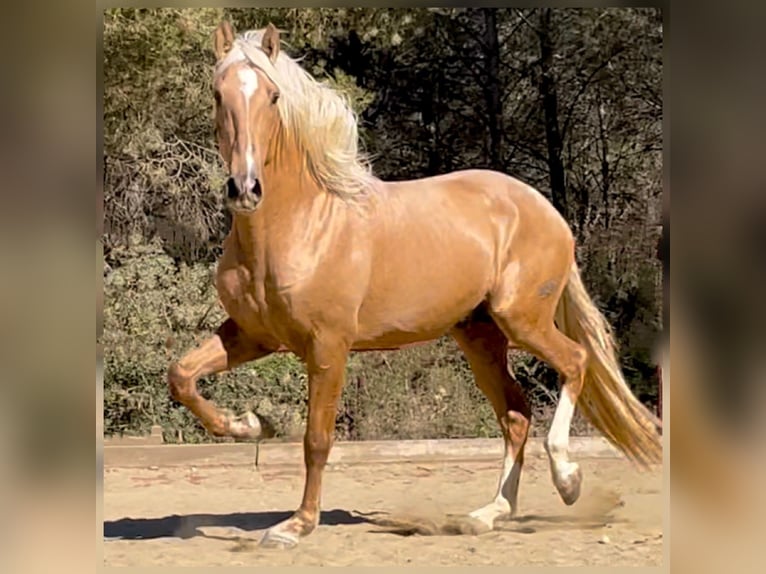 PRE Mestizo Semental 7 años 176 cm Palomino in El Catllar