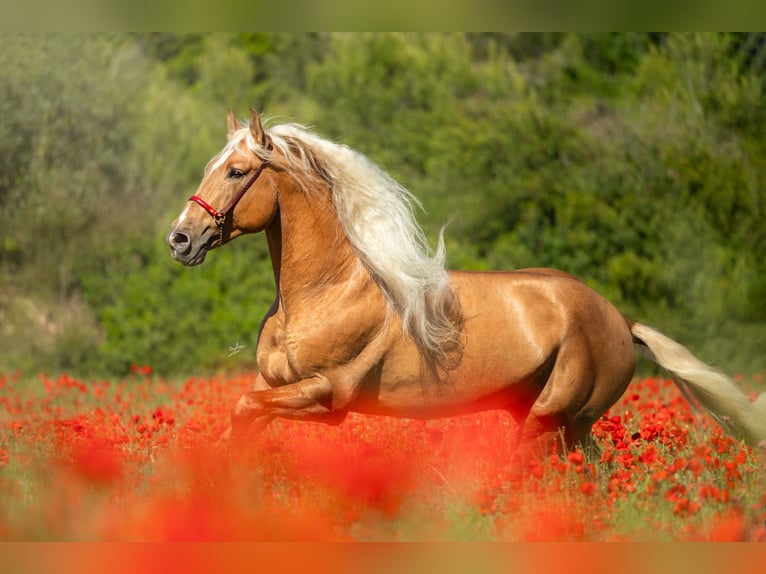 PRE Mestizo Semental 7 años 176 cm Palomino in El Catllar