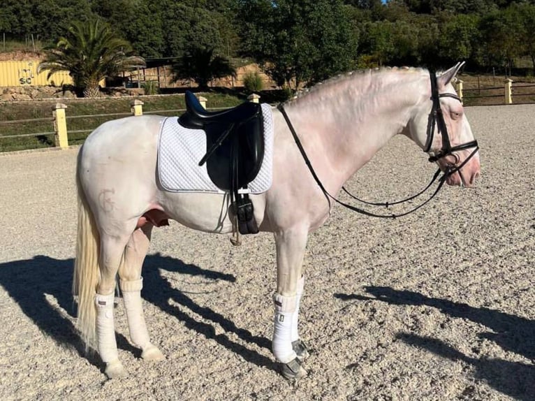 PRE Mestizo Semental 8 años 158 cm Perlino in Navas Del Madro&#xF1;o