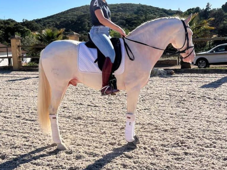 PRE Mestizo Semental 8 años 158 cm Perlino in Navas Del Madro&#xF1;o