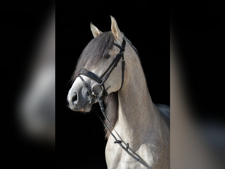 PRE Semental 8 años 160 cm Tordo in Kodersdorf
