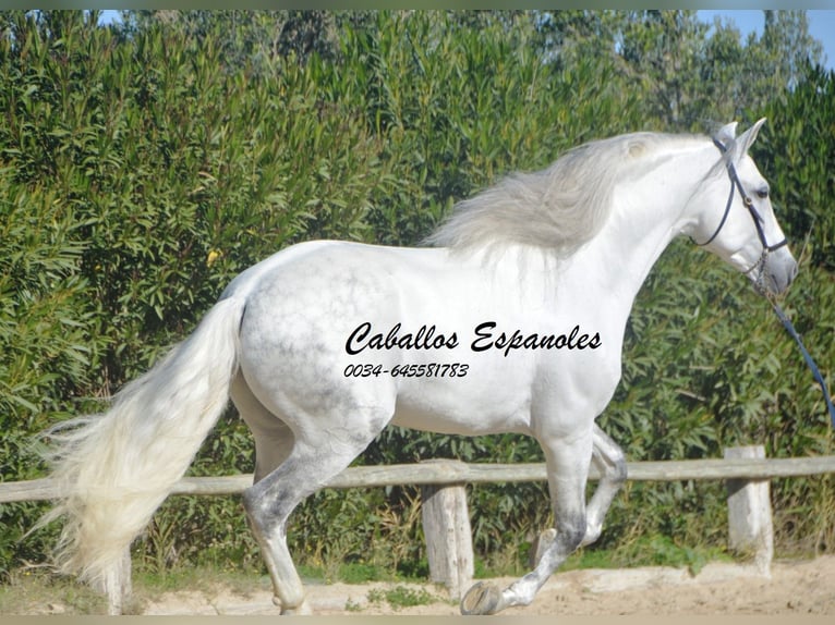 PRE Mestizo Semental 8 años 161 cm Tordo in Vejer de la Frontera