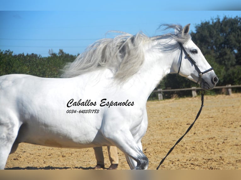 PRE Mestizo Semental 8 años 161 cm Tordo in Vejer de la Frontera