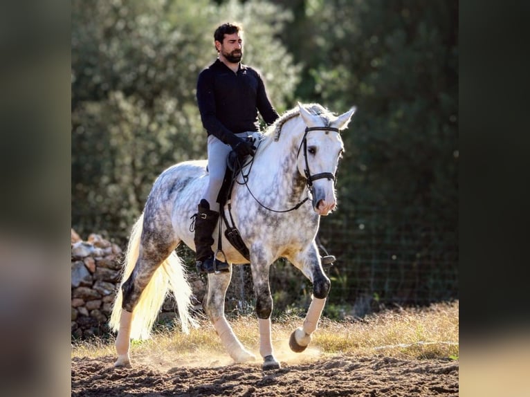 PRE Mestizo Semental 8 años 161 cm Tordo in Valencia