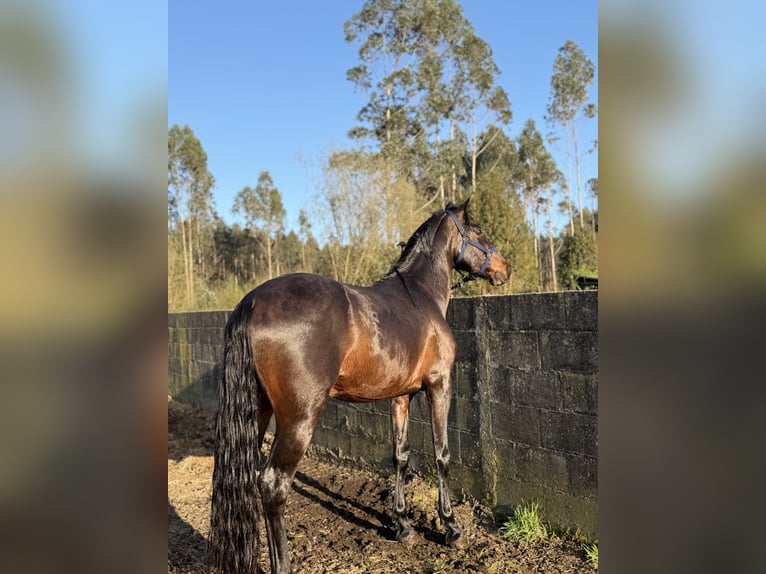 PRE Mestizo Semental 8 años 162 cm Castaño oscuro in Ferrol