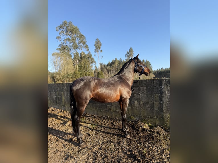 PRE Mestizo Semental 8 años 162 cm Castaño oscuro in Ferrol