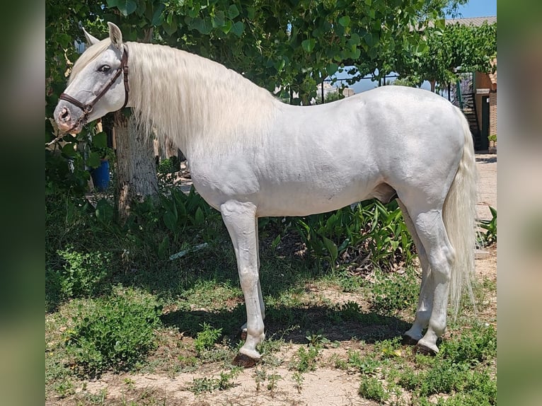PRE Mestizo Semental 8 años 162 cm Tordo rodado in Valencia