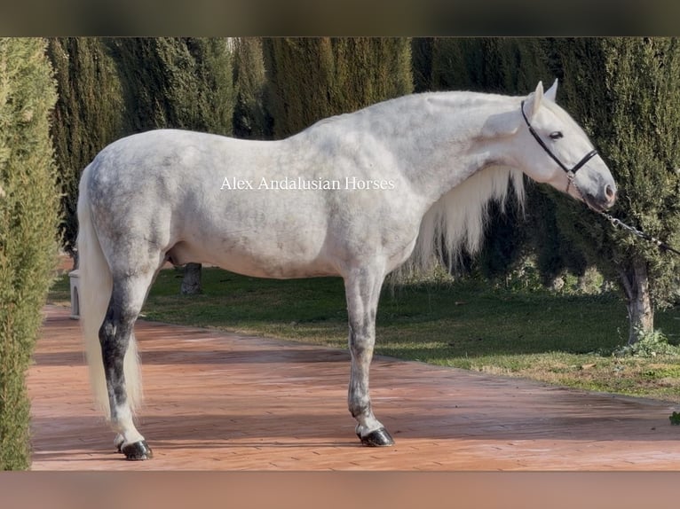 PRE Mestizo Semental 8 años 163 cm Tordo in Sevilla