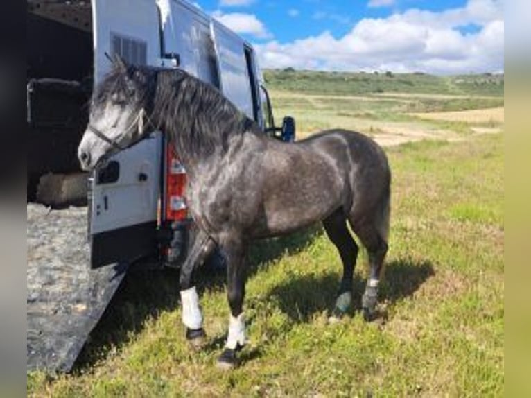 PRE Mestizo Semental 8 años 163 cm Tordo in Pamplona/Iruña