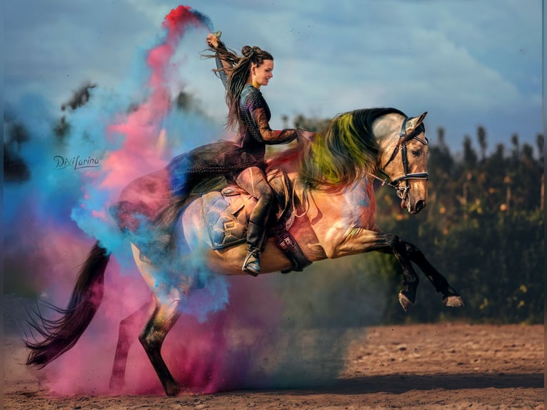 PRE Mestizo Semental 8 años 164 cm Bayo in Valencia