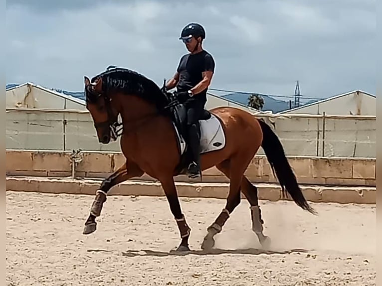 PRE Semental 8 años 164 cm Castaño in Sevilla