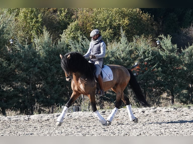 PRE Semental 8 años 165 cm Bayo in Noain