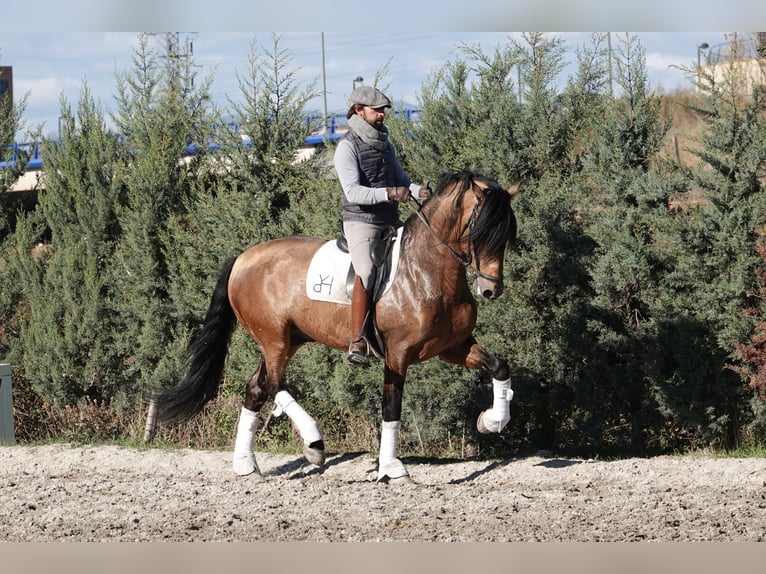 PRE Semental 8 años 165 cm Bayo in Noain