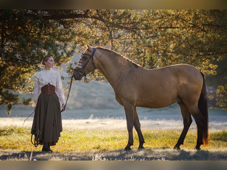 PRE Semental 8 años 165 cm Buckskin/Bayo in Kaunas