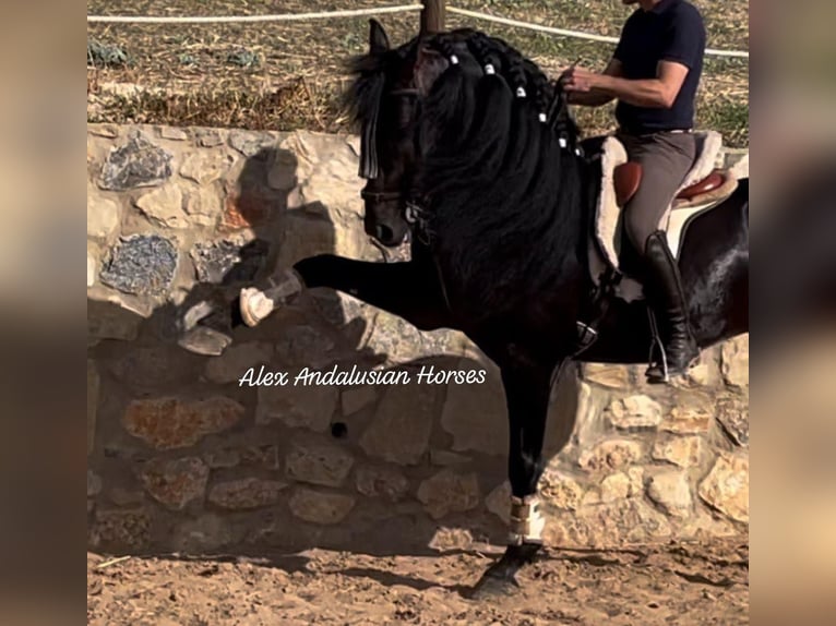 PRE Mestizo Semental 8 años 165 cm Castaño oscuro in Sevilla