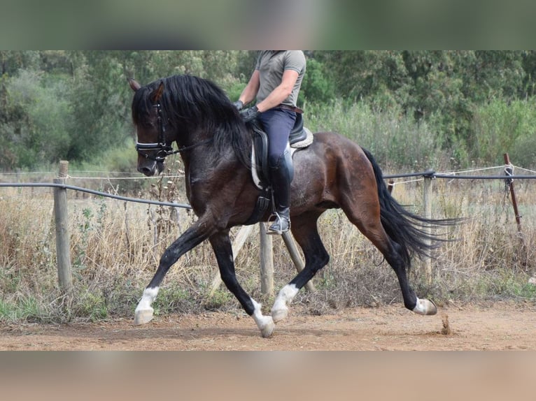 PRE Mestizo Semental 8 años 165 cm Castaño rojizo in NAVAS DEL MADRONO