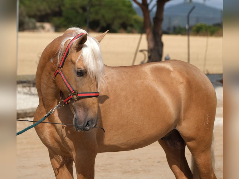 PRE Mestizo Semental 8 años 165 cm Palomino in Hamburg