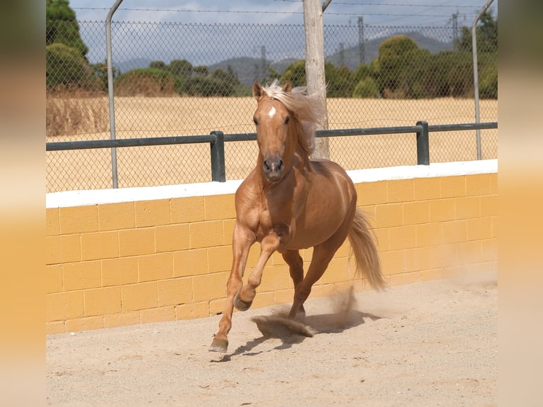PRE Mestizo Semental 8 años 165 cm Palomino in Hamburg